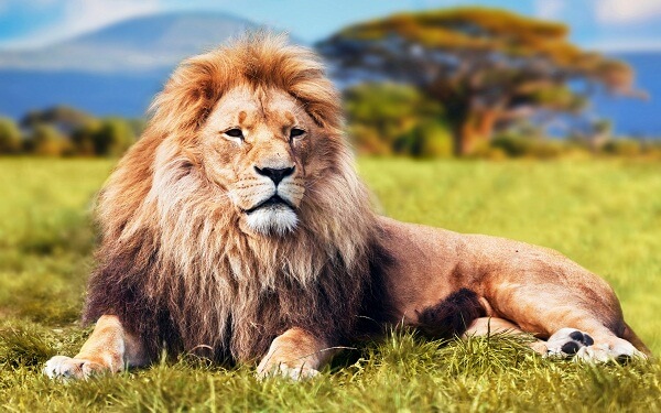 mơ thấy sư tử